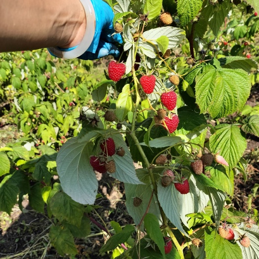 白山树莓苗双季树莓苗红树莓苗新树莓苗新起苗适合大面积种植