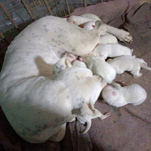 嘉祥县杜高犬