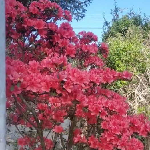 盘州市映山红杜鹃花