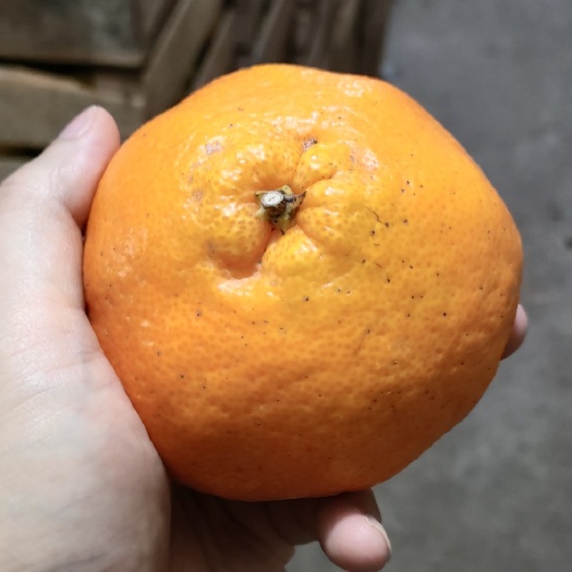 顺昌县大雅柑超甜大果皮薄，农村原产地发布，鲜果现发，支持大量。