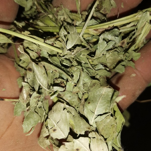 广平县花生秧无土无膜
