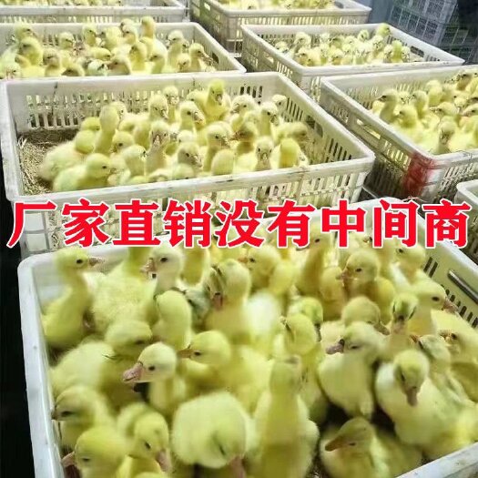 沭阳县本厂常年孵化大种三花鹅苗，可带育脱温苗，品质保证，70天出栏