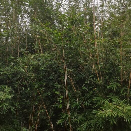 成都大量琴丝竹出售1-3米高度