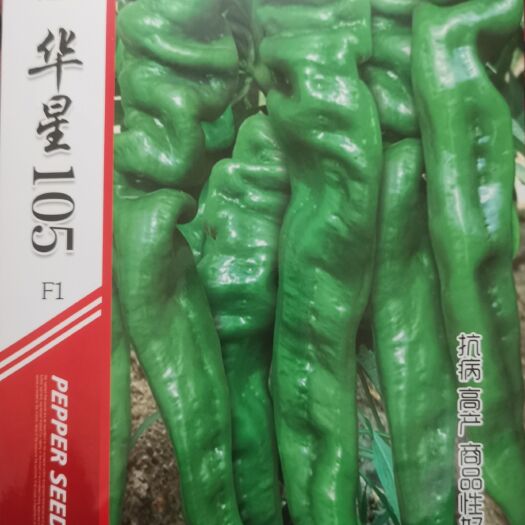 成都螺丝椒，果大，抗病，产量高