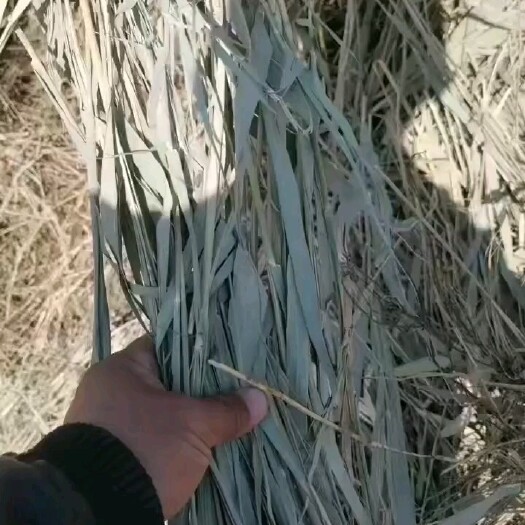黄骅市芦苇青干草