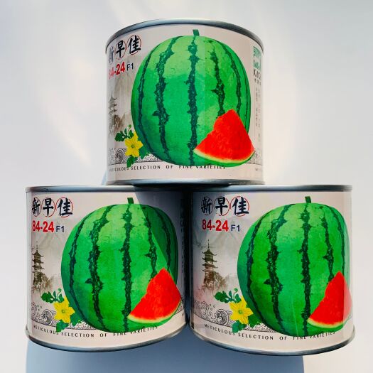 沭阳县西瓜种子8424麒麟西瓜种子早熟抗病懒汉西瓜籽特大超甜西瓜子
