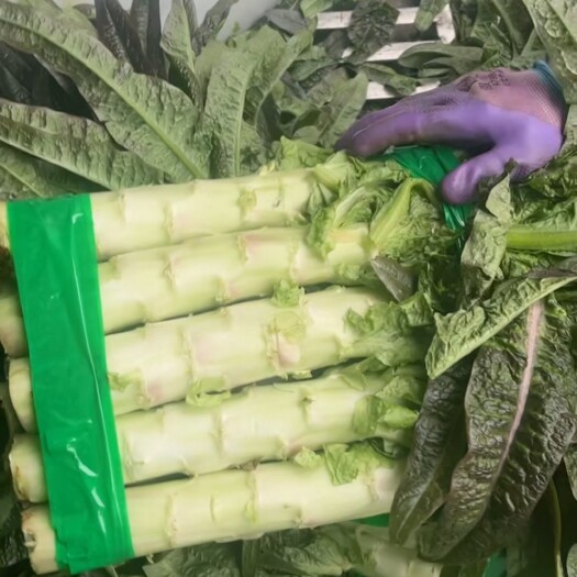 彭州市红尖叶莴笋