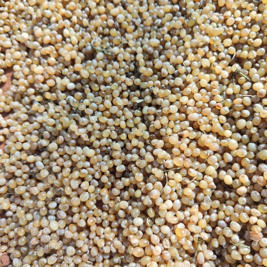 昆明滇黄精种子怎么卖？直接下地播种的滇黄精干净种子