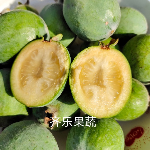 菲油果苗斐济果带土大苗