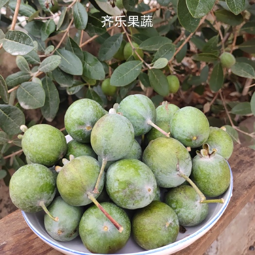 菲油果苗  斐济果种苗费约果带土实生苗