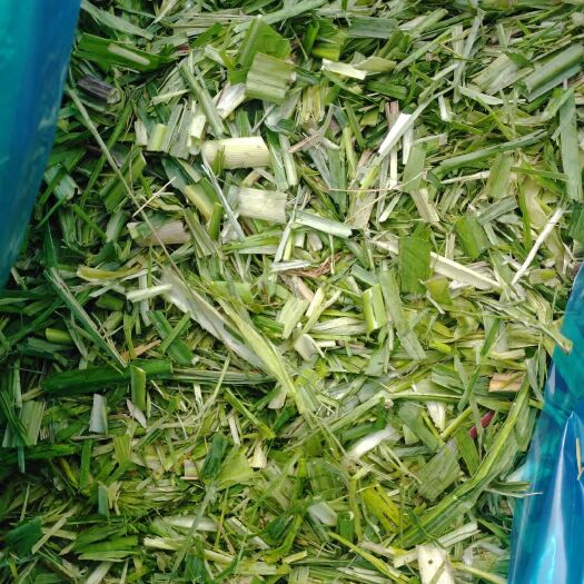 柳城县青贮甘蔗尾草饲料，甜象草三号，玉米秸秆，各种草料全年提供