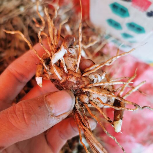 晴隆县白芨苗