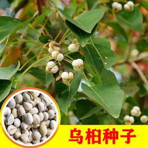 无锡乌桕种子易播种耐寒耐热彩叶品种红叶四季批发包邮乌桕苗红色