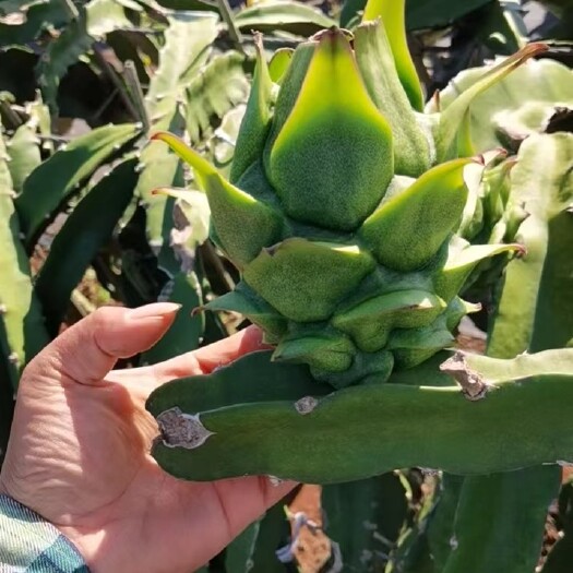 湛江红心火龙果，新鲜细粒超甜