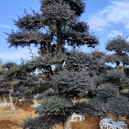 浏阳市造型红花继木柱子
