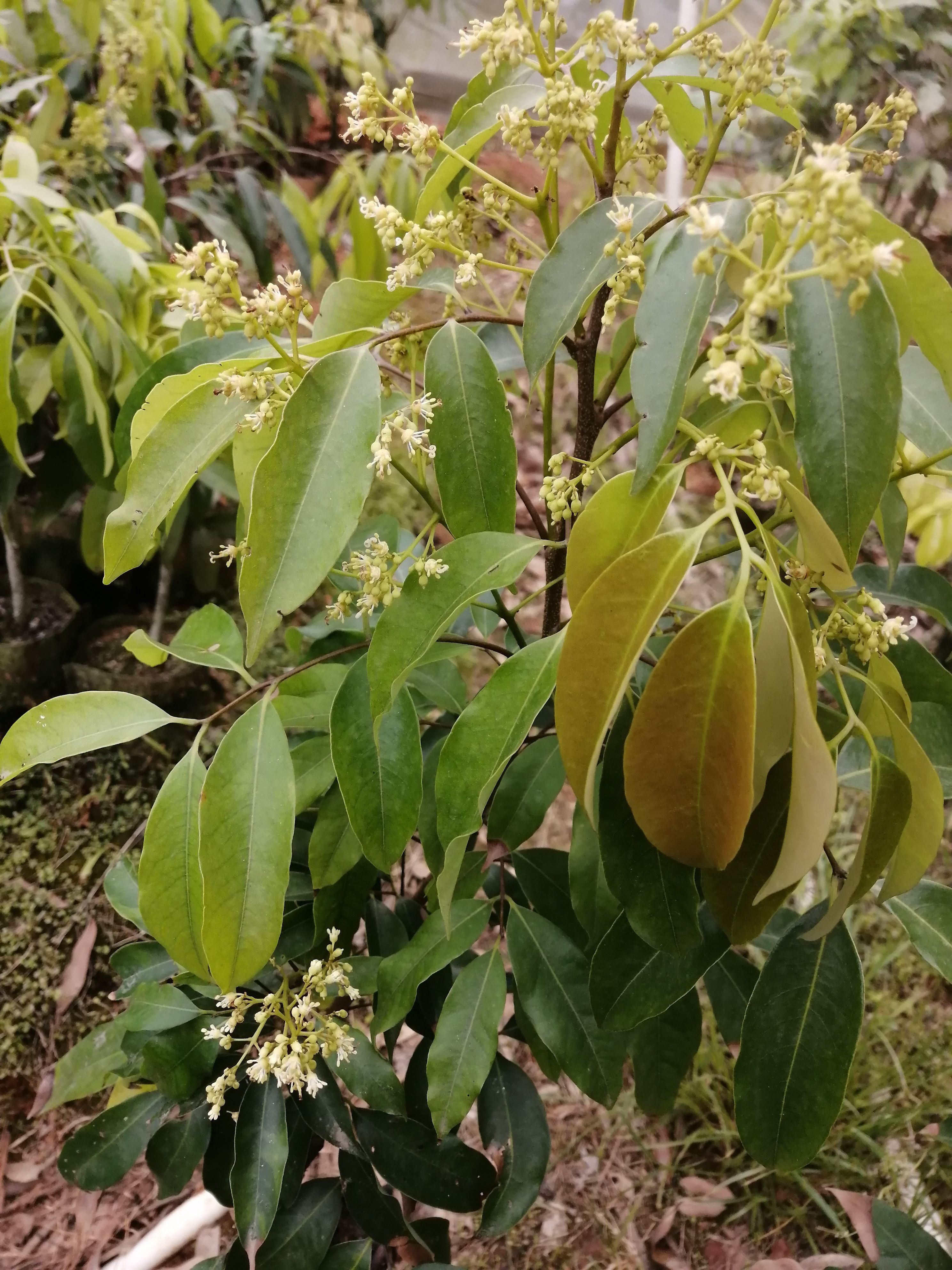 桂味荔枝苗 两年嫁接苗可盆栽地栽庭院种植带土球带叶发货包邮