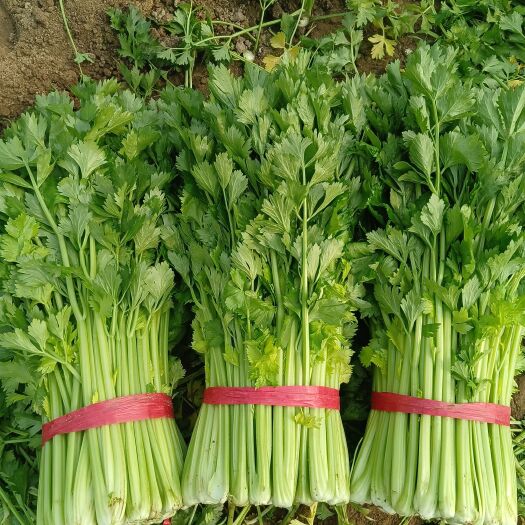 夏邑县夏邑西芹，口感浓香，无拉丝，嫩黄，