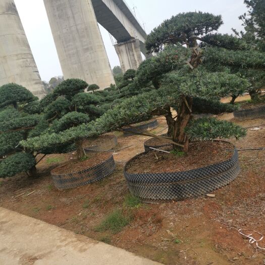 浏阳市造型罗汉松