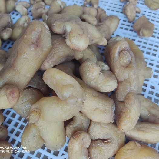 昌宁县黄精干个子，大货批发，一件代发，不含硫
