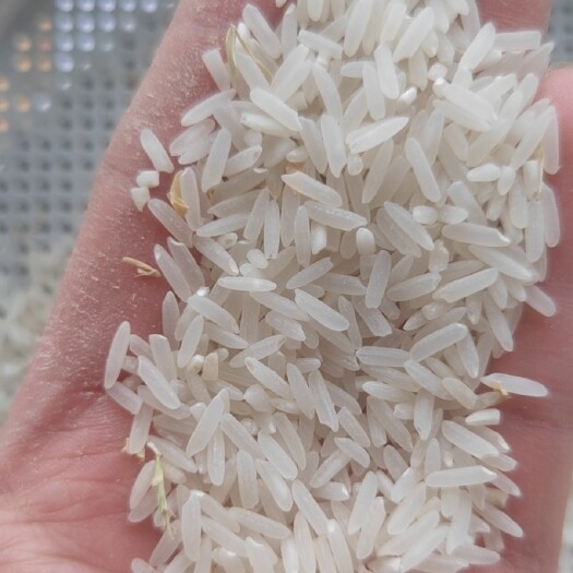 道县长年供应各类品种稻谷
