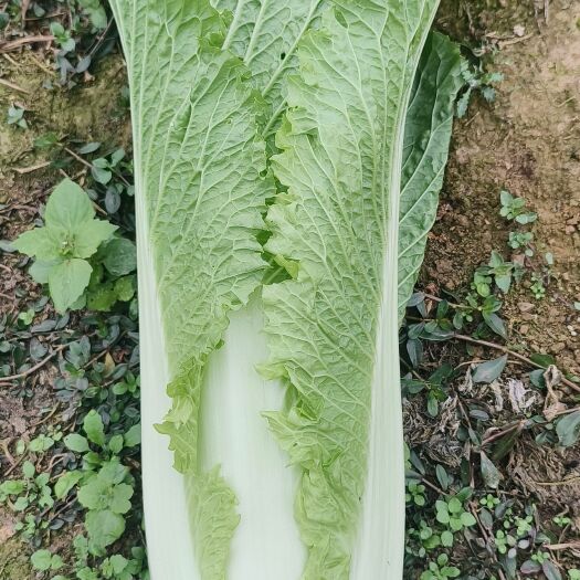 湄潭县青口白菜