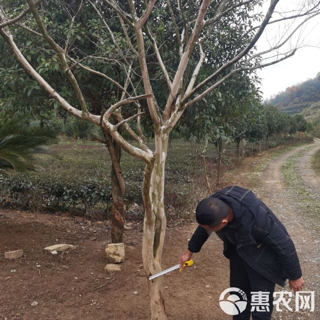 8年生紫荆花树，规格5—15公分，大批紫荆花苗规格3—5公分