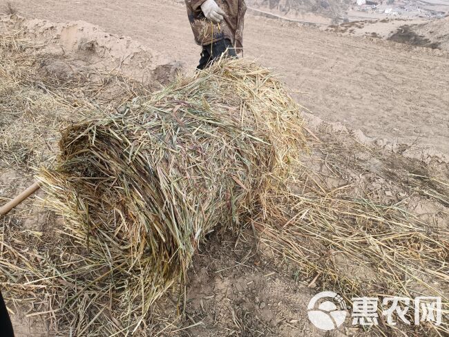 临夏东乡县优质200吨燕麦草出售