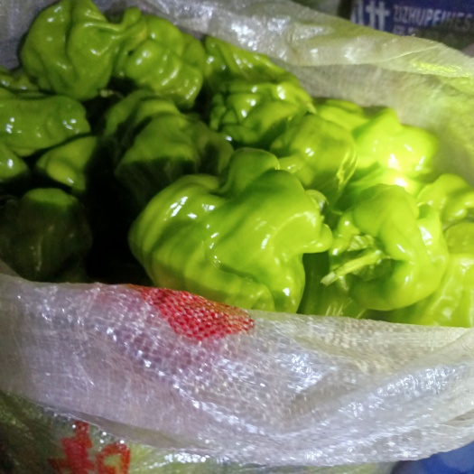 蒙自市皱皮椒