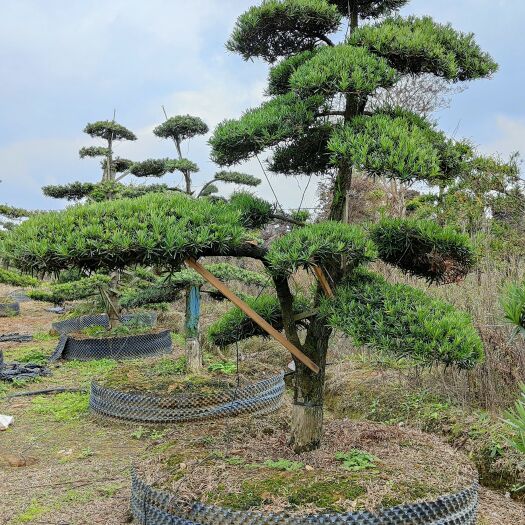 浏阳市造型赤楠基地＃造型黑松＃造型罗汉松