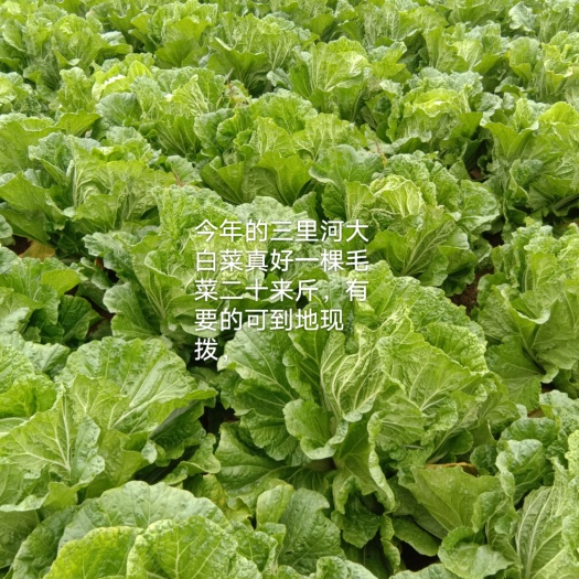 胶州市胶州三里河大白菜8一10斤一棵净菜