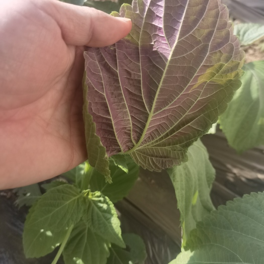 葫芦岛韩系紫苏，有意者电联