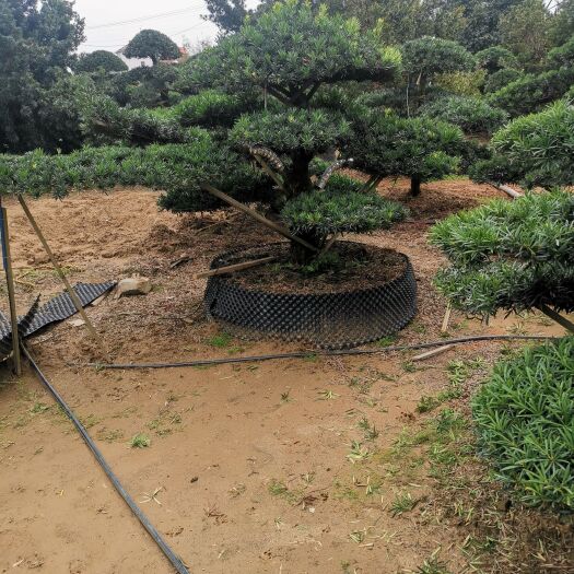 浏阳市造型罗汉松