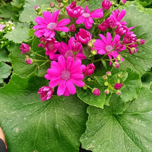 平湖市瓜叶菊，富贵菊