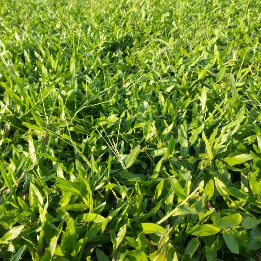 肇庆精品大叶油草