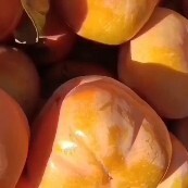遵化市自家种植产地直发货源充足欢迎大家采购