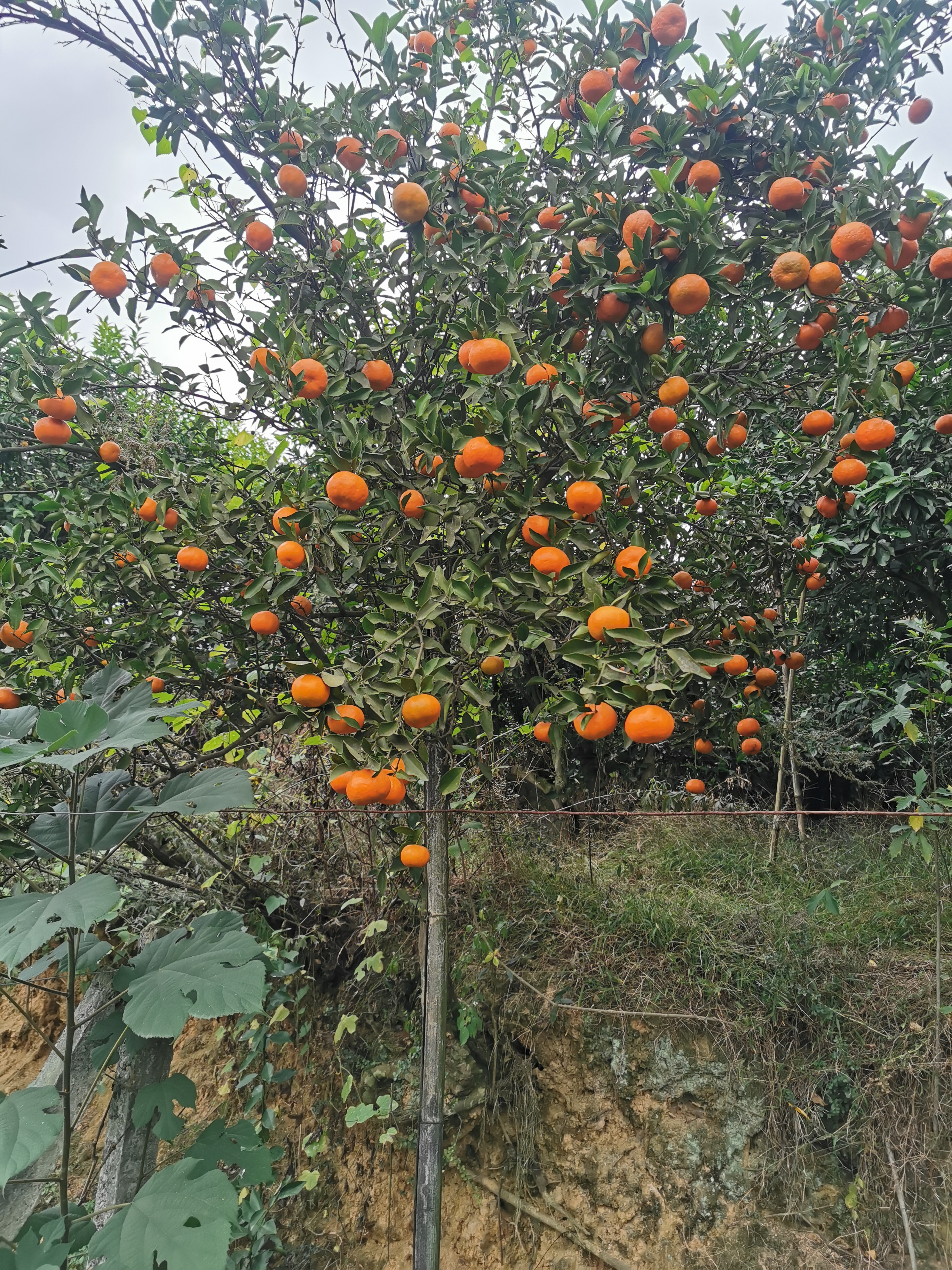 匯農(nóng)果業(yè)