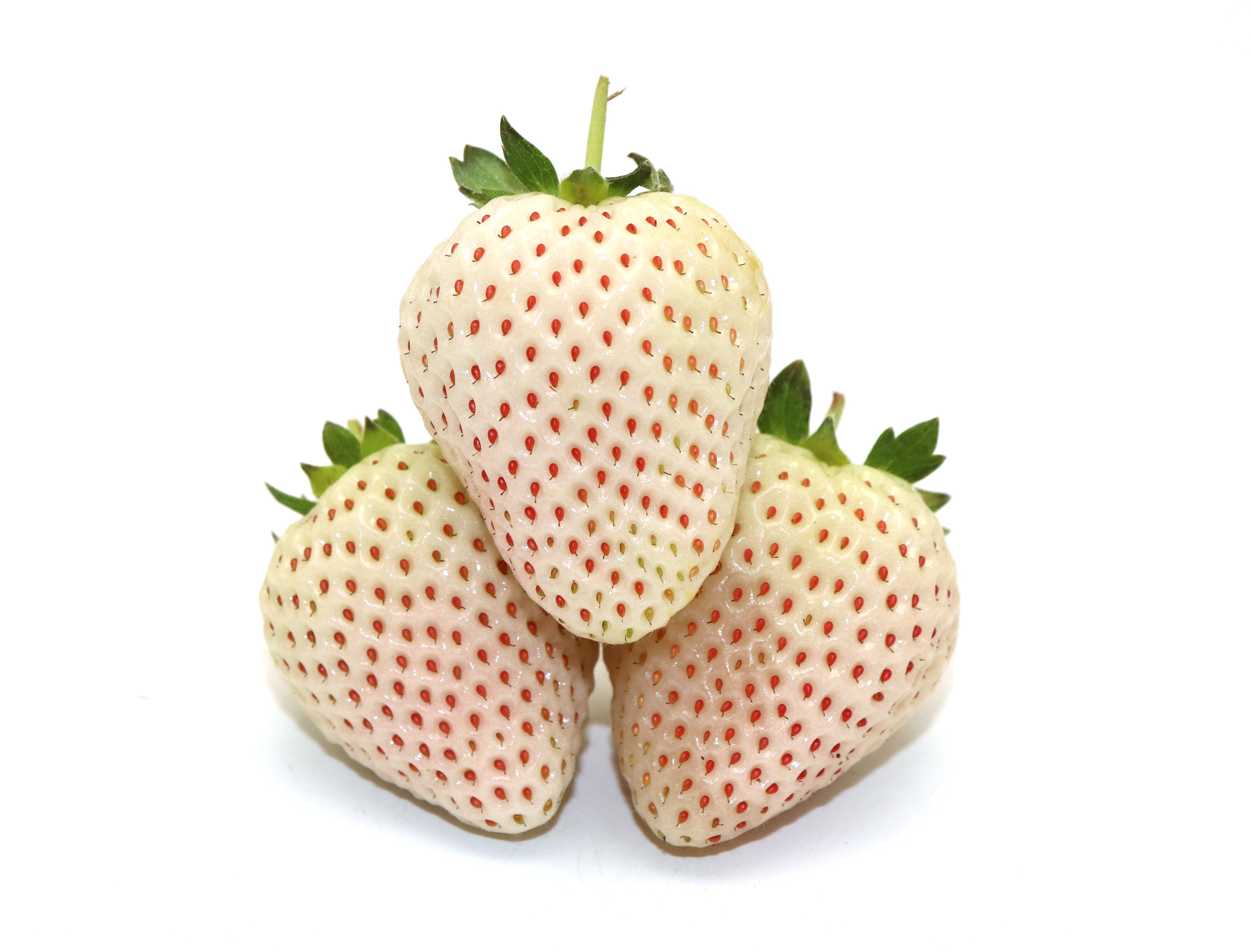 平度市天使白草莓