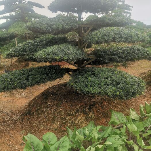 浏阳市造型罗汉松—