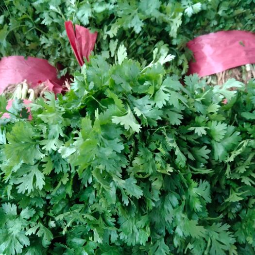 民权县香菜基地，大量常年供应大叶香菜，有要的老板联系