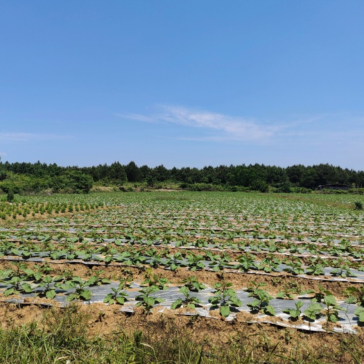 道县水田 旱地基地出租，设施齐全，有机耕道有喷管