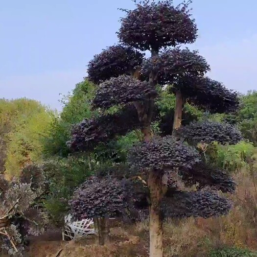 浏阳市双面红 造型红花继木＃造型红桎木