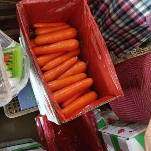 通许县红萝卜