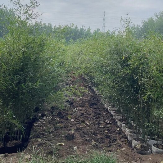 桐柏县竹子袋苗