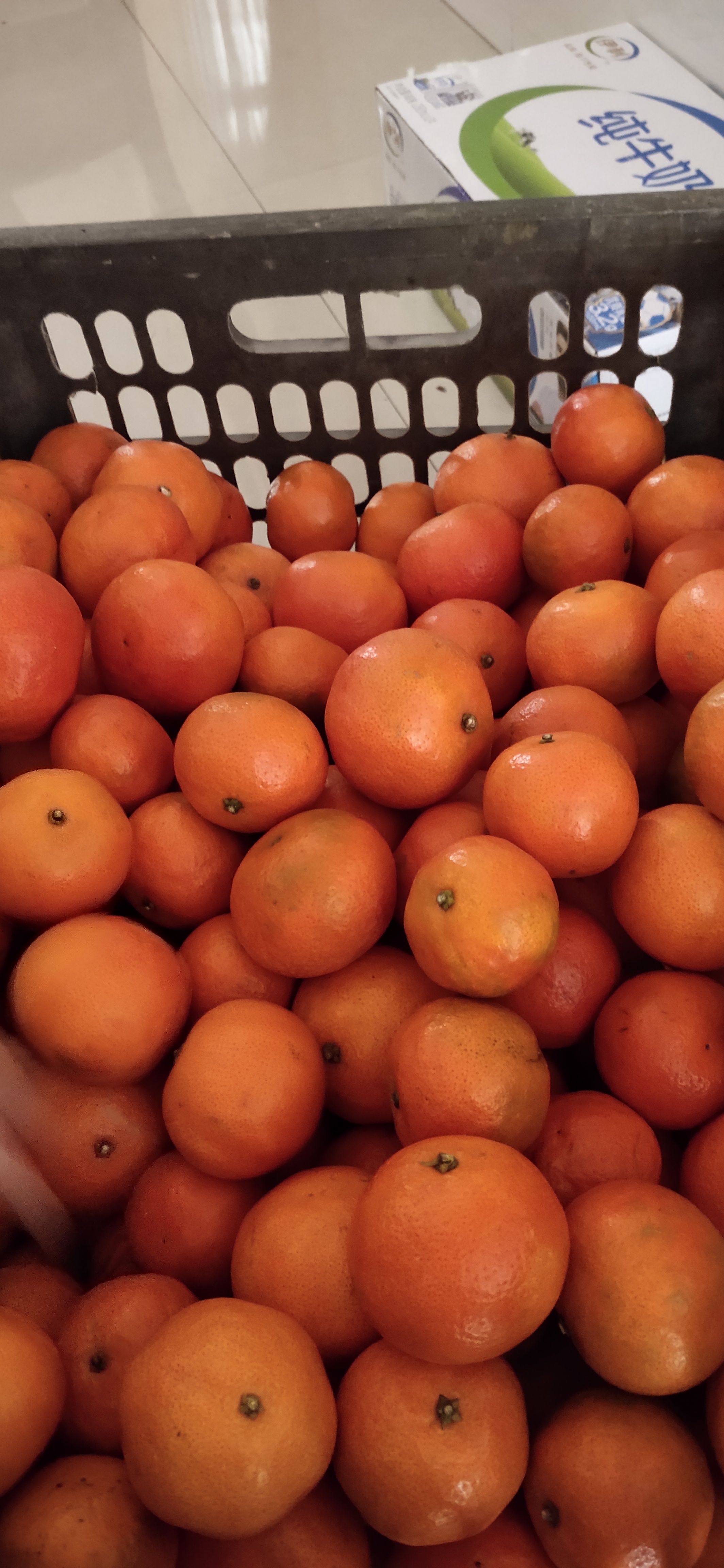 新余世纪红柑橘
