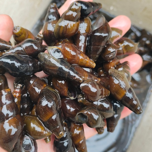 南宁竹虫，小竹虫