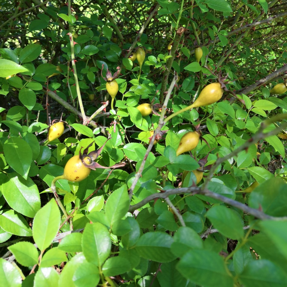 [金樱子批发]优选无刺金樱子(鲜果)价格58元/斤 - 惠农网