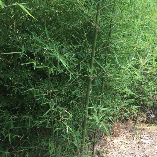 金湖县淡竹，刚竹，早园竹子