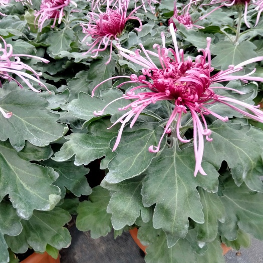 海宁市观赏菊花苗