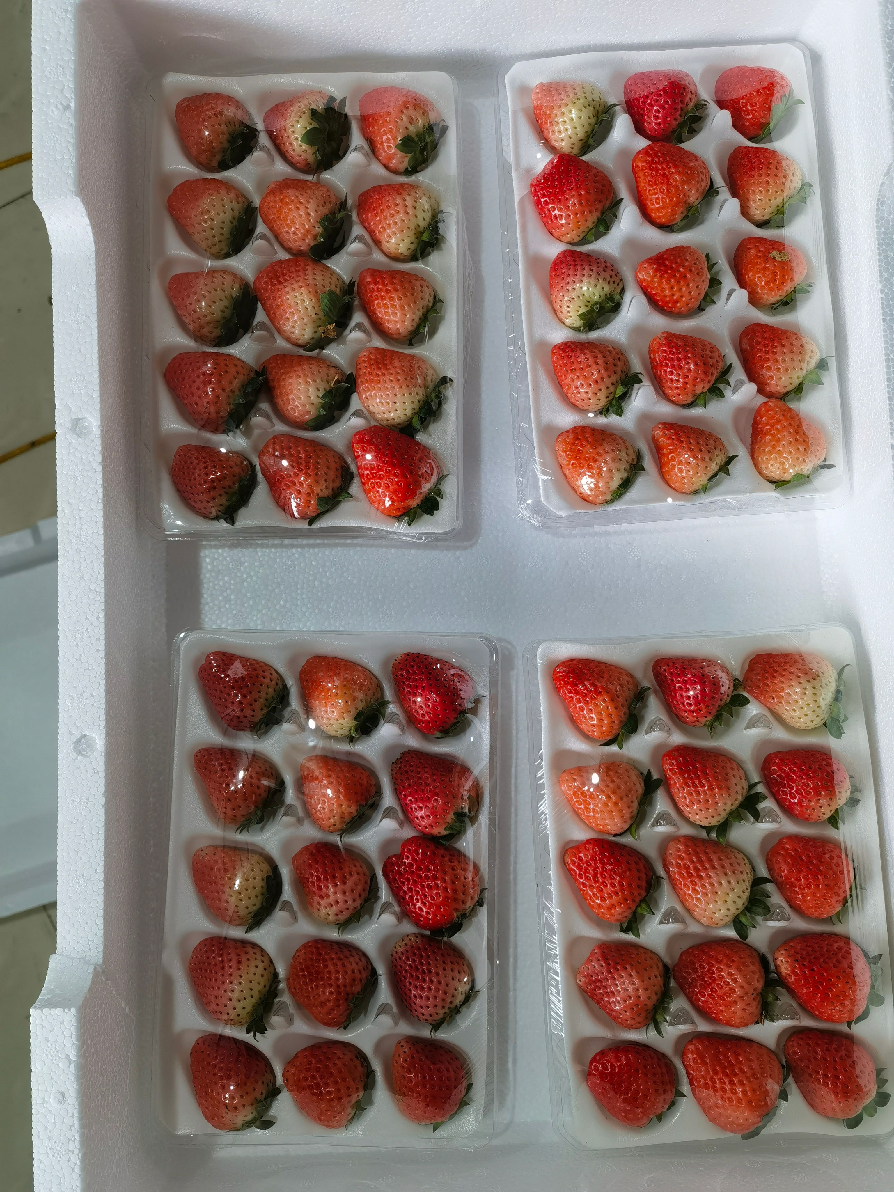 徐州耐运输，耐储存的草莓