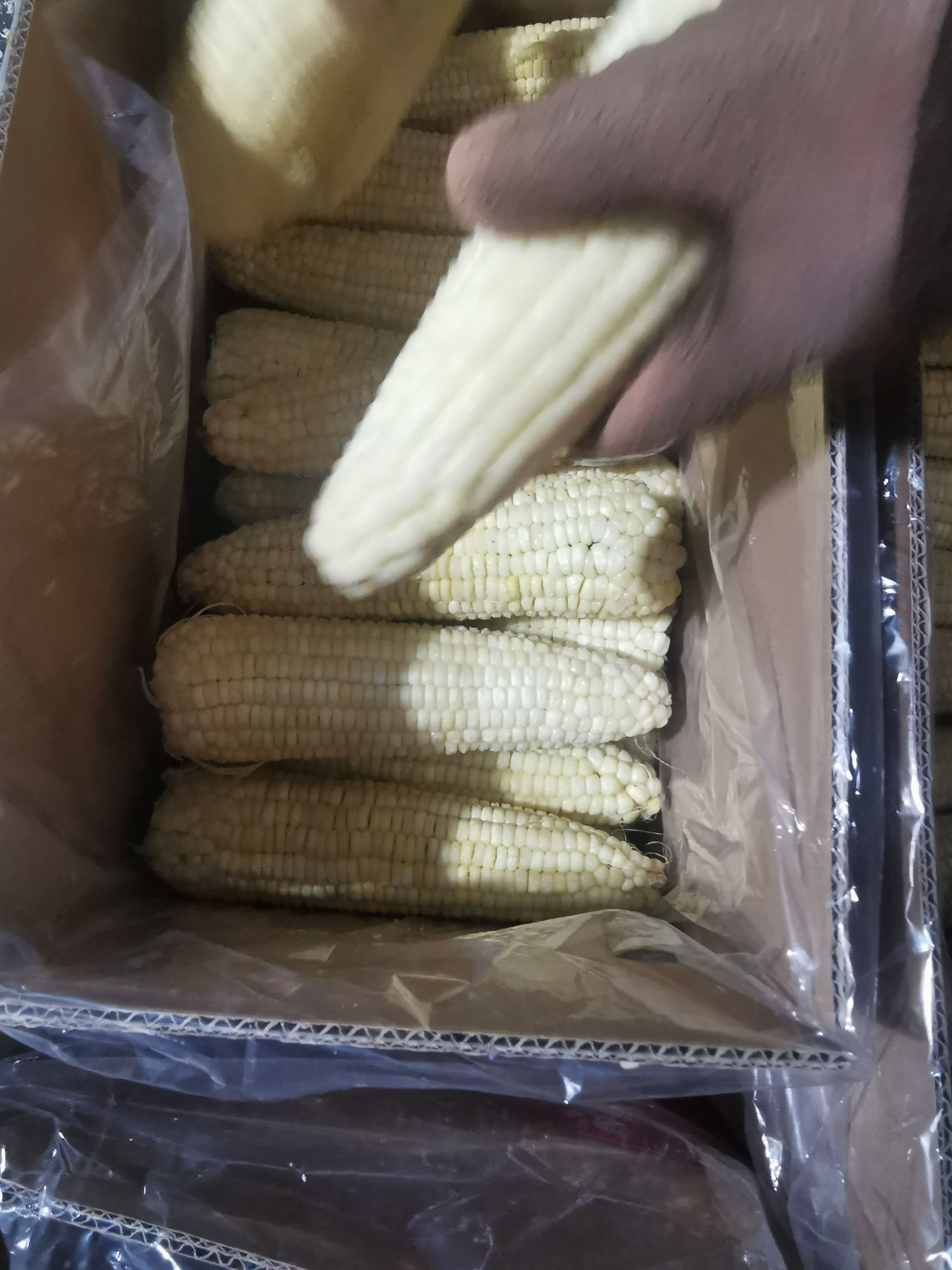 糯玉米 依然香食品加工厂基地种植非转基因食品，营养又健康